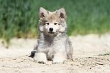 CHIEN FINNOIS DE LAPONIE 583